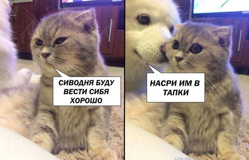 сиводня БУДУ вЕсти сивя хороши