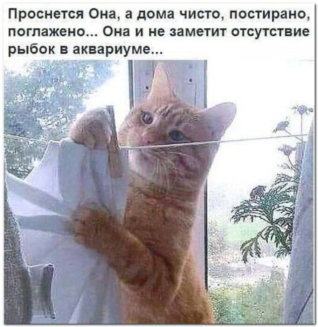 Проснется Она а дома чисто постирано погпажено Она и не заметит отсутствие рыбок в аквариуме