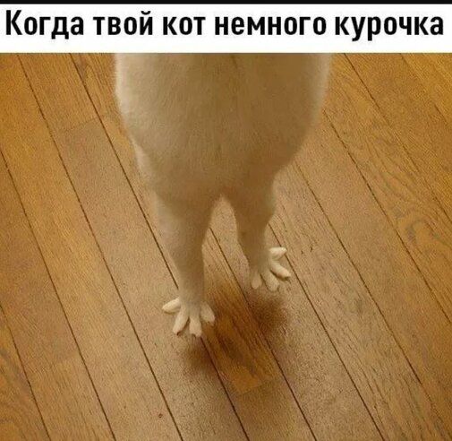 Когда твой кот немного курочка