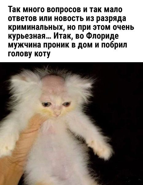 Так много вопросов и так мало ответов или новость из разряда криминальных но при этом очень курьезная Итак во Флориде мужчина проник в дом и побрип голову коту