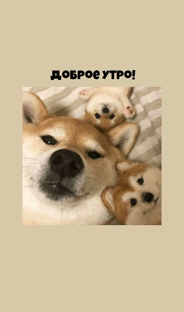 доброе УТРО