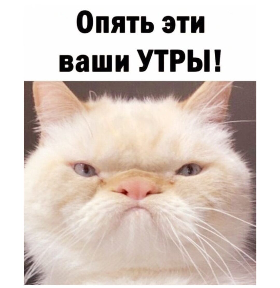 Опять эти ваши УТРЫ __