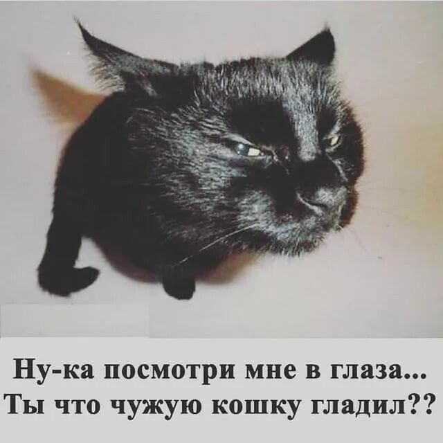Ну ка посмотри мне в глаза Ты что чужую кошку гладил