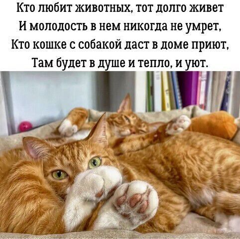Кто любит животных тот долго живет и молодость в нем никогда не умрет Кто кошке с собакой даст в доме приют Там будет в д е и тепло пиііг