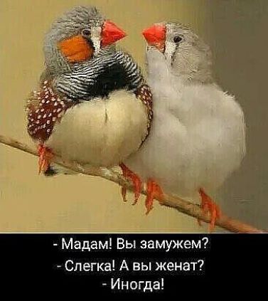 Мадам Вы замужем Слегка А вы женат Иногда