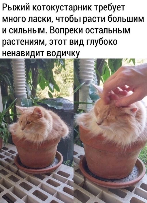 Рыжий котокустарник требует много ласки чтобы расти большим и сильным Вопреки остальным растениям этот вид глубоко ненавидит водичку