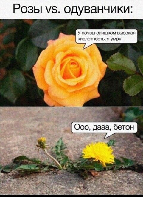 Розы 15 одуванчики