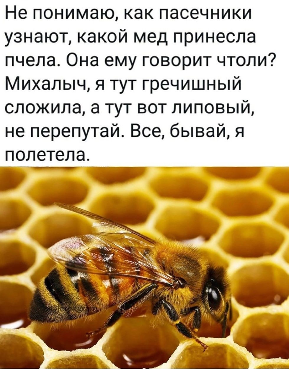 Не понимаю как пасечники узнают какой мед принесла пчела Она ему говорит чтоли Михалыч я тут гречишный сложила а тут вот липовый не перепутай Все бывай я _попетела