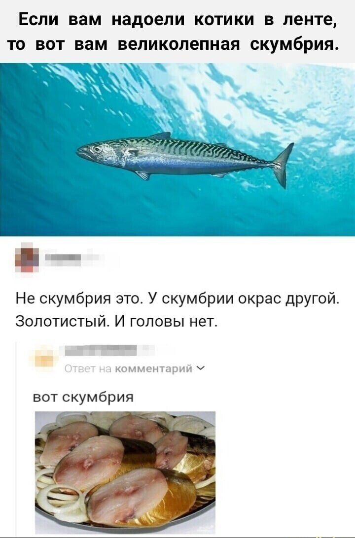 Если вам надоели котики в ленте то вот вам великолепная скумбрия Не скумбрия это У скумбрии окрас дРУГой Золотистый И головы нет шашкин т вот скумбрия