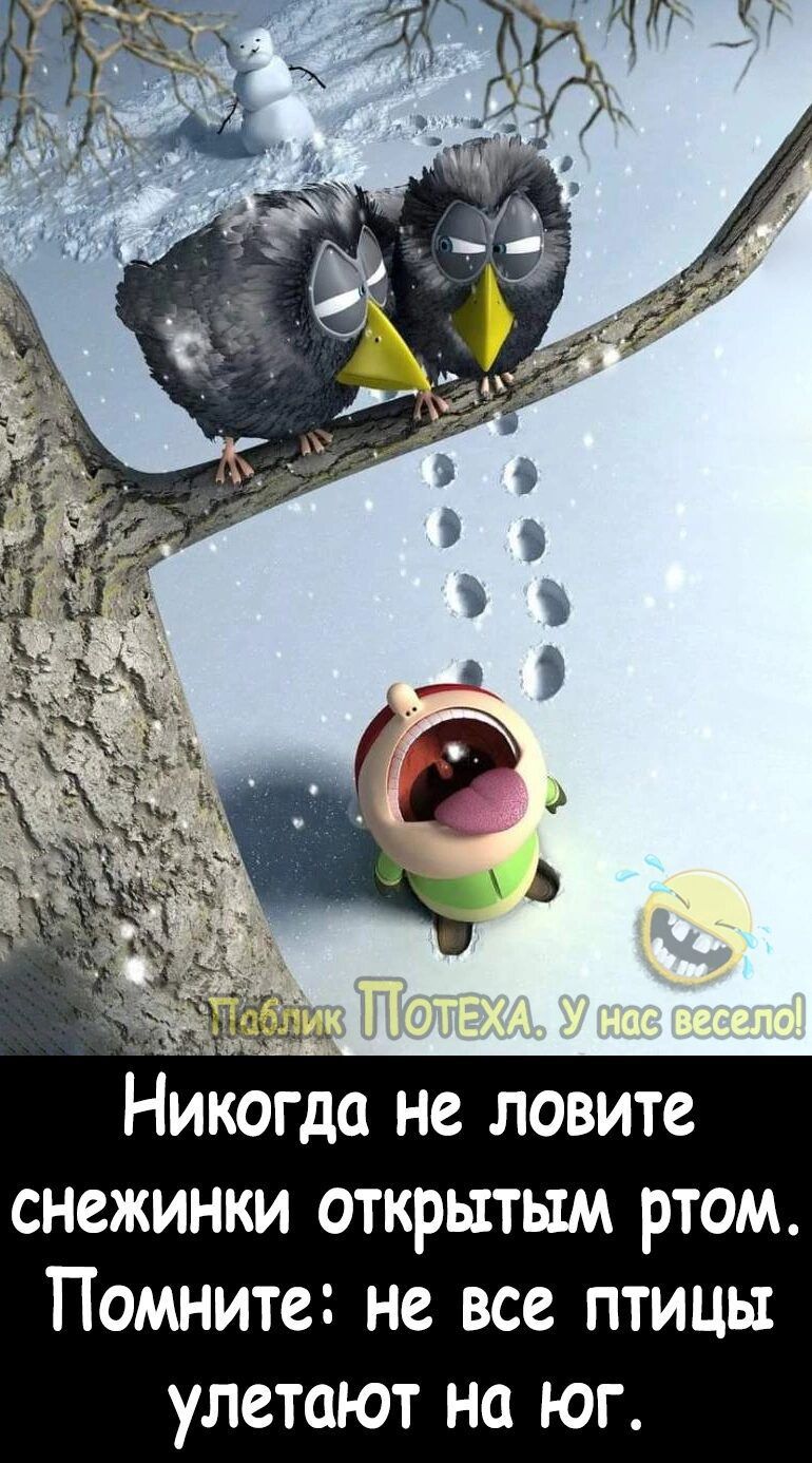 снежинки открытым ртом Помните не все птицы улетают на юг