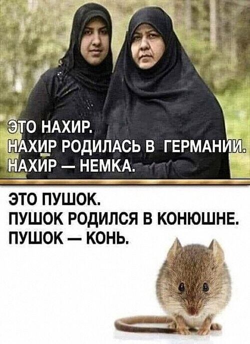 ЭТО ПУШОК ПУШОК РОДИЛСЯ В КОНЮШНЕ ПУШОК КОНЬ