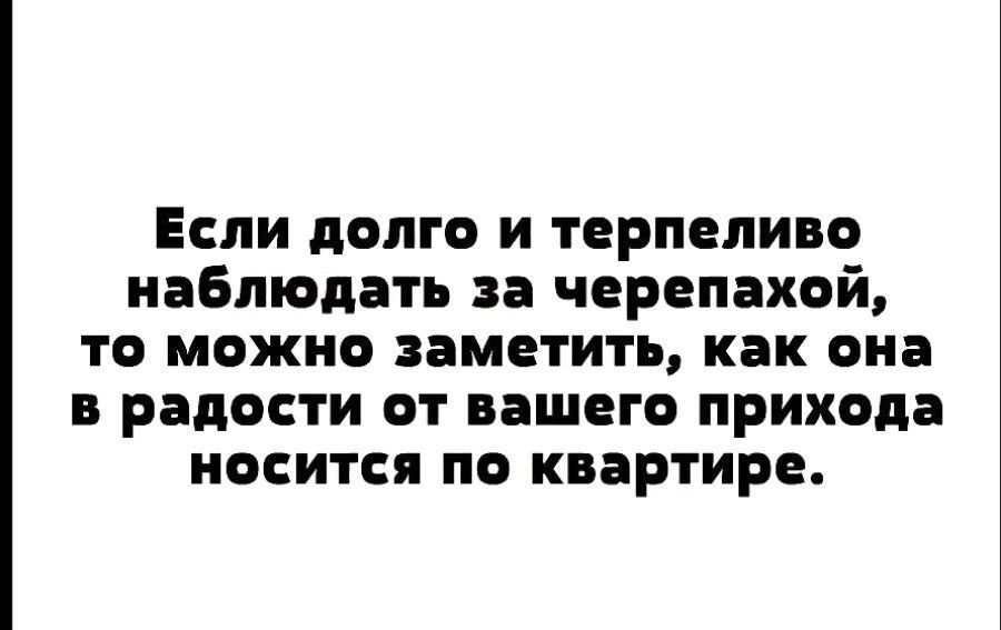 Если долго и терпеливо наблюдать за черепахой то можно заметить как она в радости от вашего прихода носится по квартире