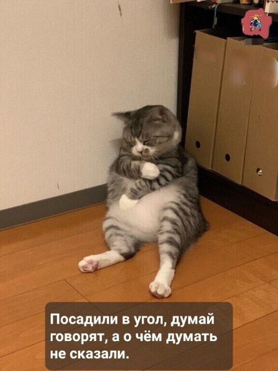 Посадили в угол думай творят а о чём думать не сказали