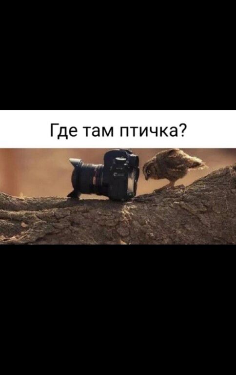 Где там птичка