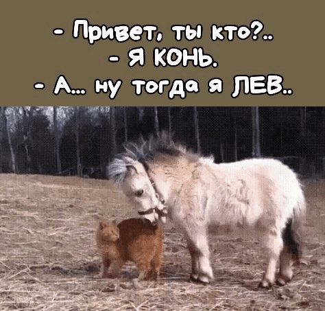 Привет ты кто Я КОНЬ А ну тогда я ПЕВ