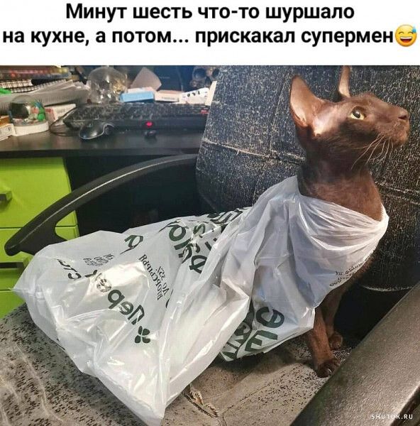 Минут шесть что то шуршапо на кухне а потом прискакал супермен