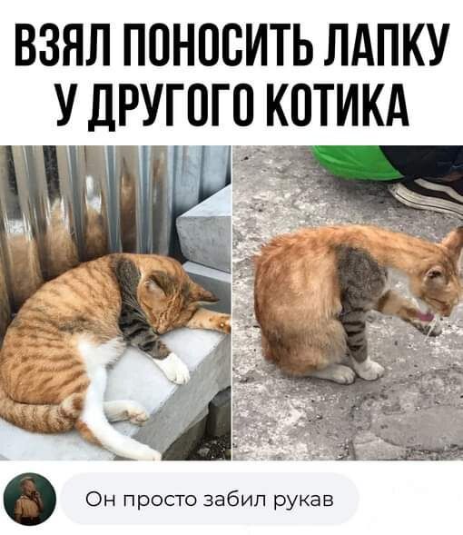 ВЗЯЛ ППНВВИТЬ ПАПКУ У ДРУГОГО КОТИКА