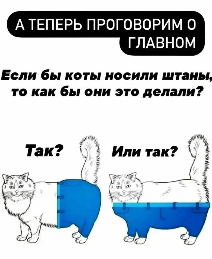 А ТЕПЕРЬ ПРОГОВОРИМ О ГЛАВНОМ Если бы коты носили штаны то как бы они это делали