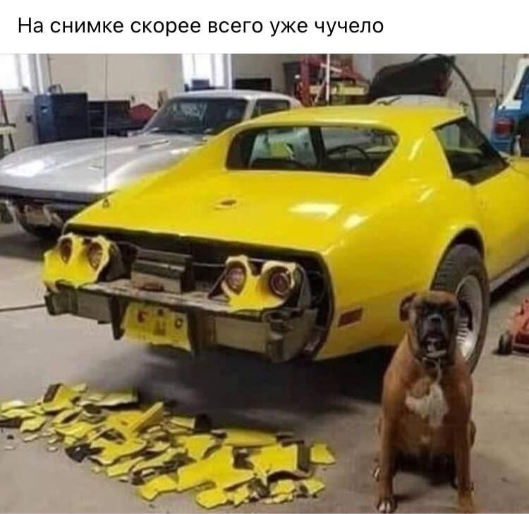 На снимке скорее всего уже чучело