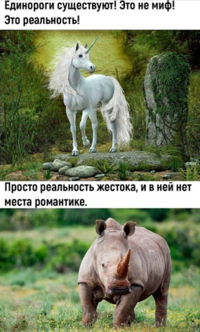 Единороги существуют Зто не ни Зто реальность