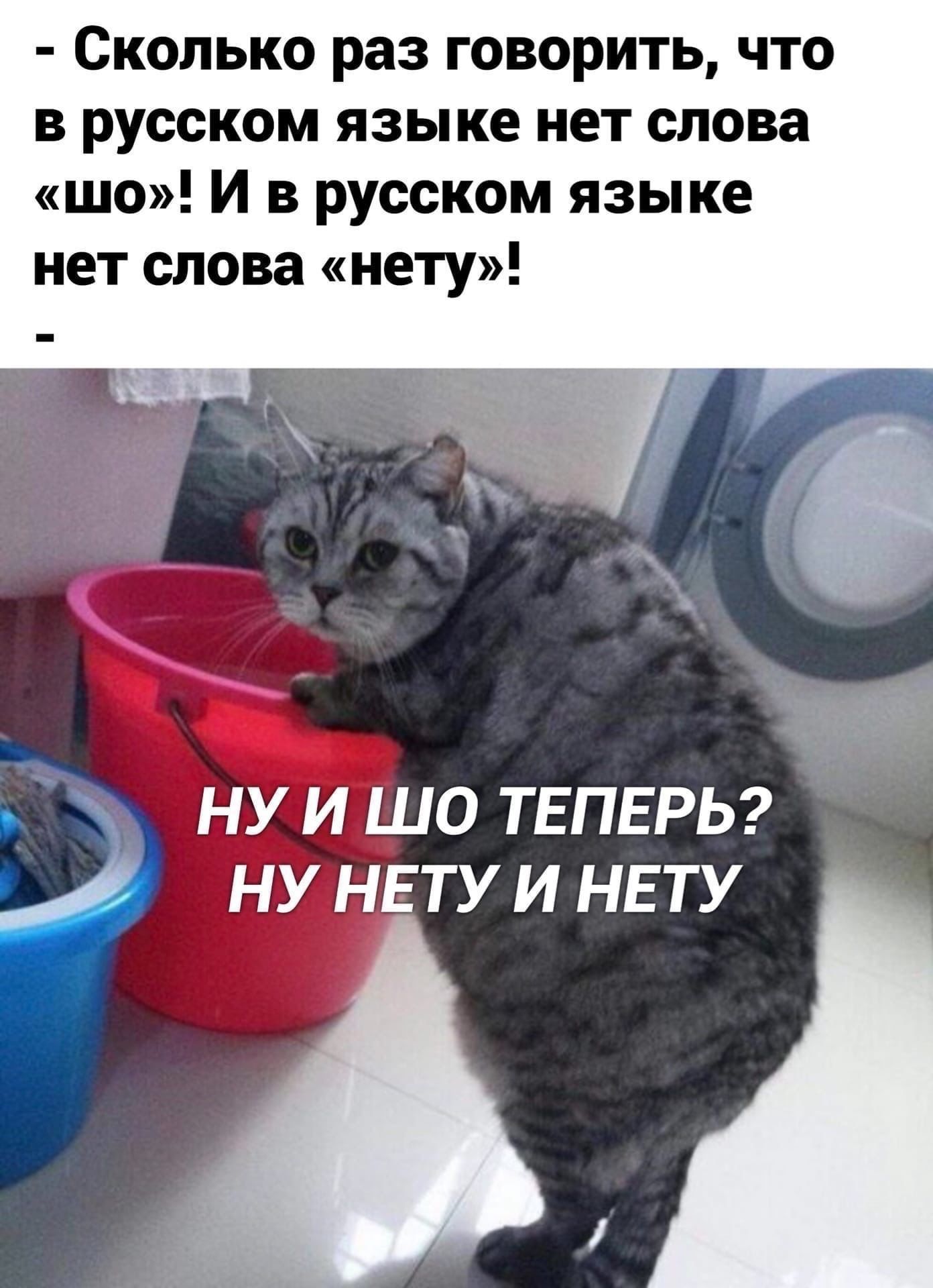 Сколько раз говорить что в русском языке нет слова шо И в русском языке нет слова нету ну и шо ТЕПЕРЬ ну НЕТУ и ннту