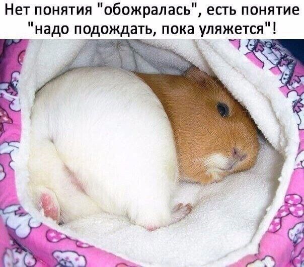 Нет понятия обожралась есть понятие надо подождать пока уляжется Е ч Фа оЩ