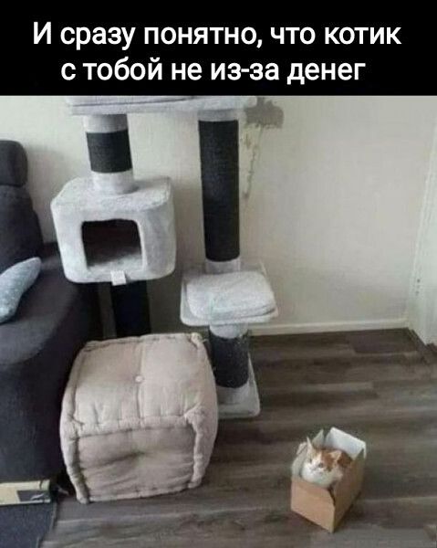 И сразу понятно что котик с тобой не из за денег