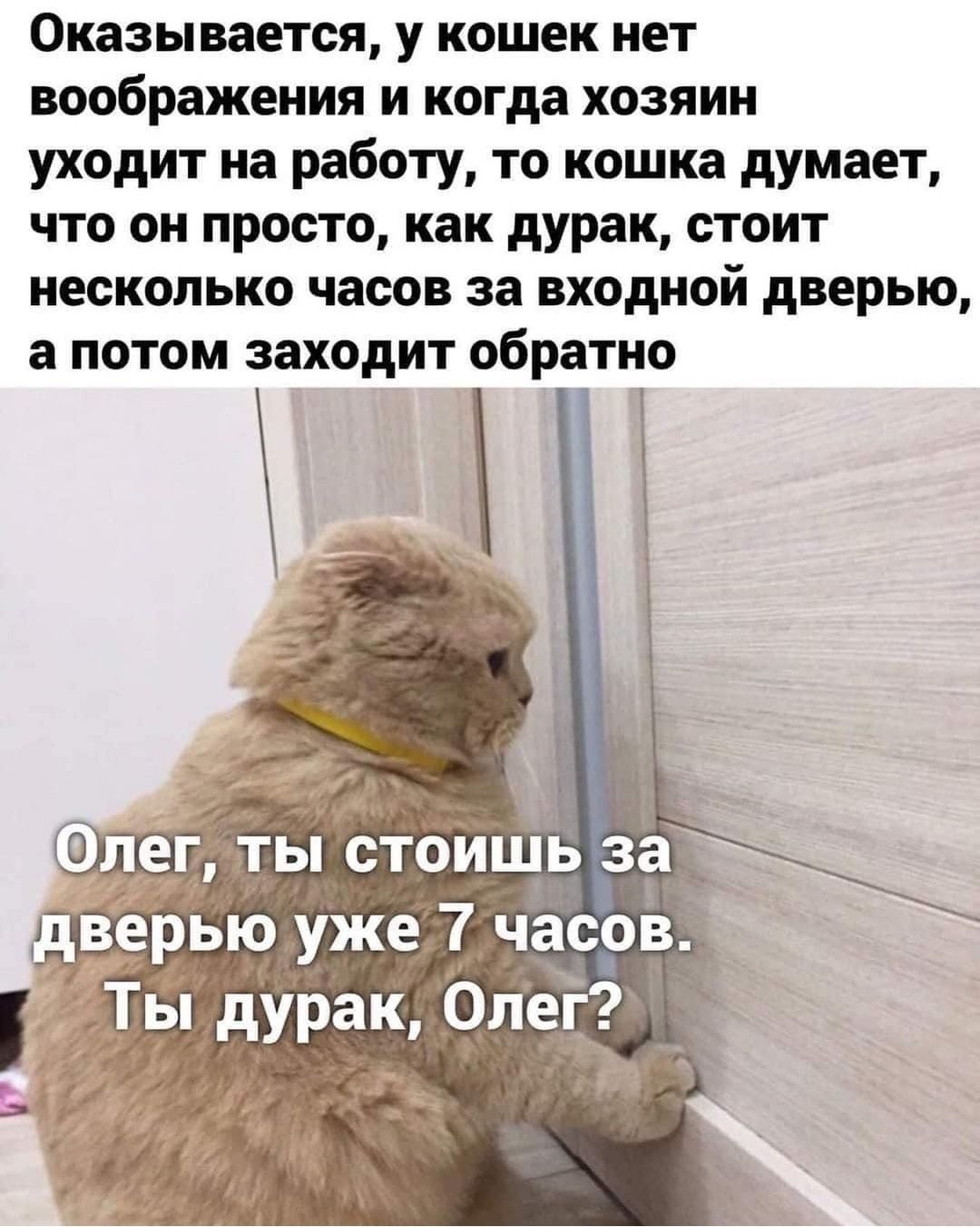 Оказывается у кошек нет воображения и когда хозяин уходит на работу то кошка думает что он просто как дурак стоит несколько часов за входной дверью а потом заходит обратно