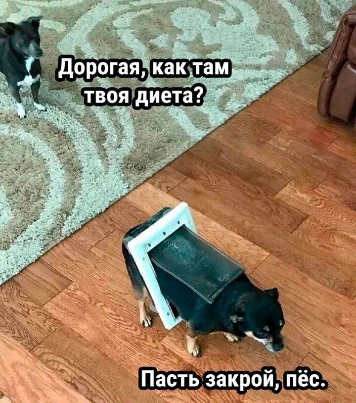 ГПасть закройпесч