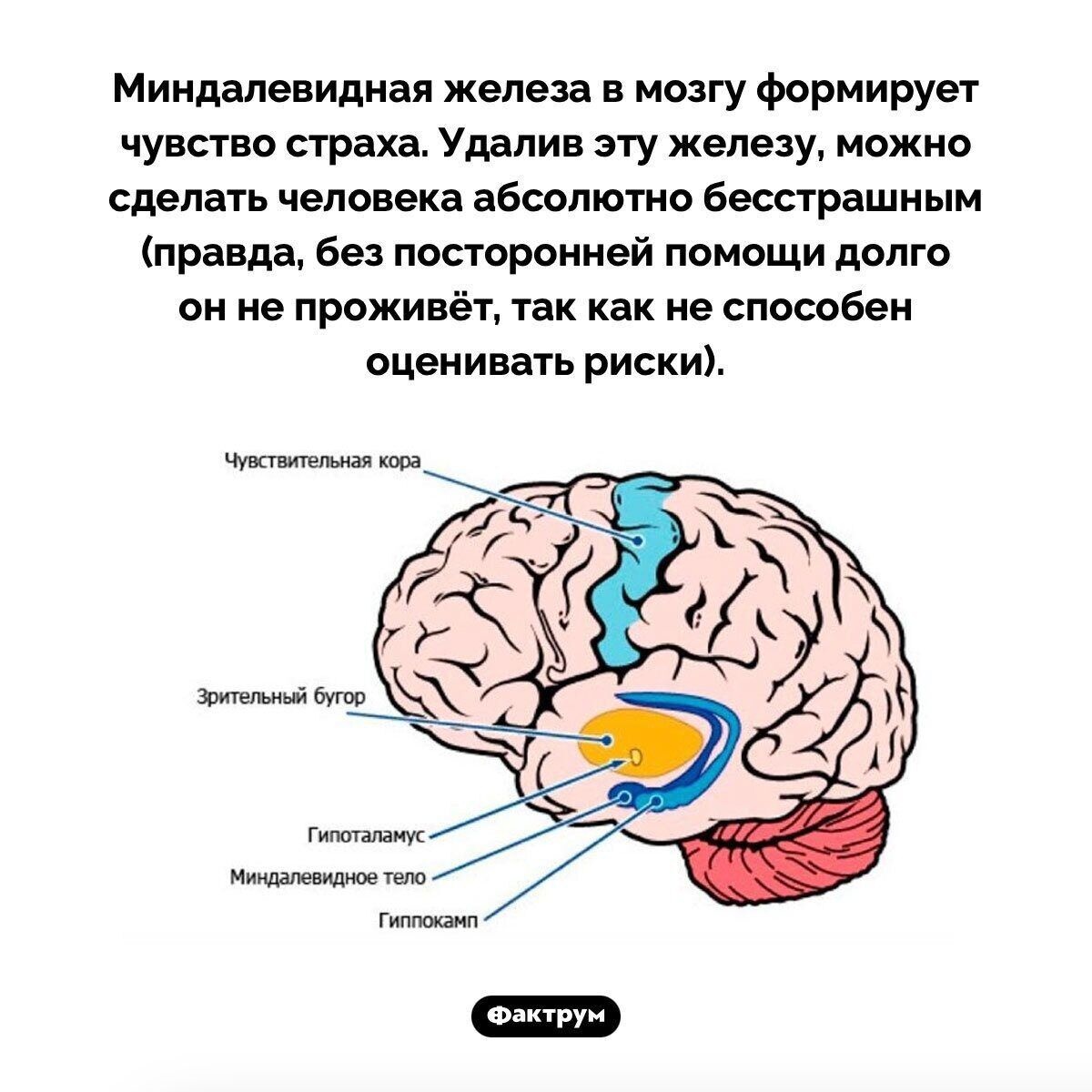 Миндалевидная железа в мозгу формирует чувство страха Удалив эту железу можно сделать человека абсолютно бесстрашным правда без посторонней помощи долго он не проживёт так как не способен оценивать риски