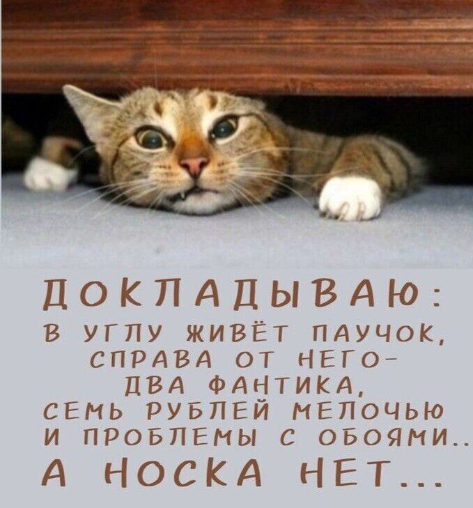 ДОКЛАДЫВАЮ В УГЛУ ЖИВЁТ ПАУЧОК СПРАВА ОТ НЕГО ДВА ФАНТИКА СЕМЬ РУБЛЕЙ МЕЛОЧЬЮ И ПРОБЛЕМЫ С ОБОЯМИ А НОСКА НЧЕТ