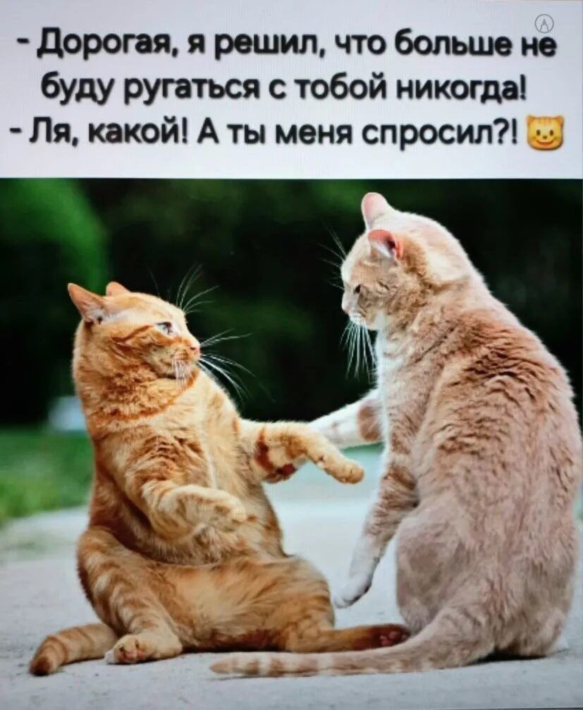 дорогая, я решил, что больше не буду ругаться с тобой никогда!  Ля, какой! А ты меня спросил?!