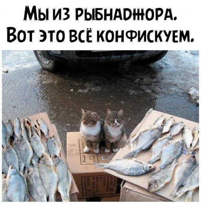 Мы из3 рыбнарнюра. Вот это всё конфискуем.