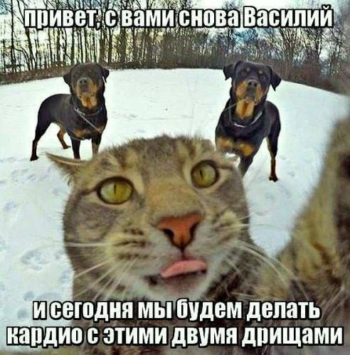 привет, с вами снова Василий и сегодня мы будем делать кардио с этими двумя дрищами