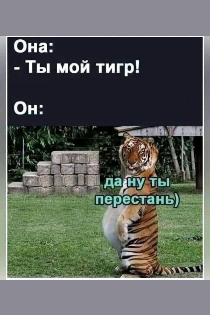 Она:
- Ты мой тигр!
Он:
да ну ты перестань)