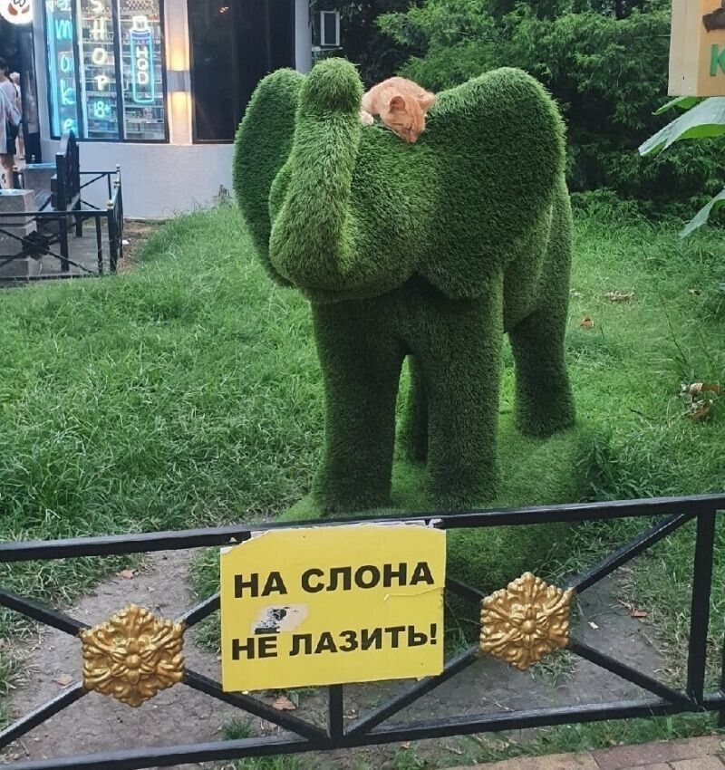 НА СЛОНА НЕ ЛАЗИТЬ!