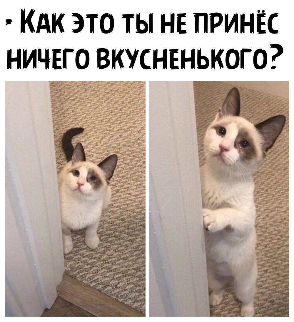 Как это ты не принёс ничего вкусненького?