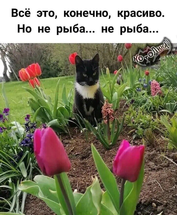 Всё это, конечно, красиво. Но не рыба... не рыба...