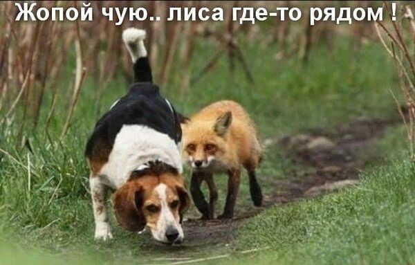 Жопой чую.. лиса где-то рядом !