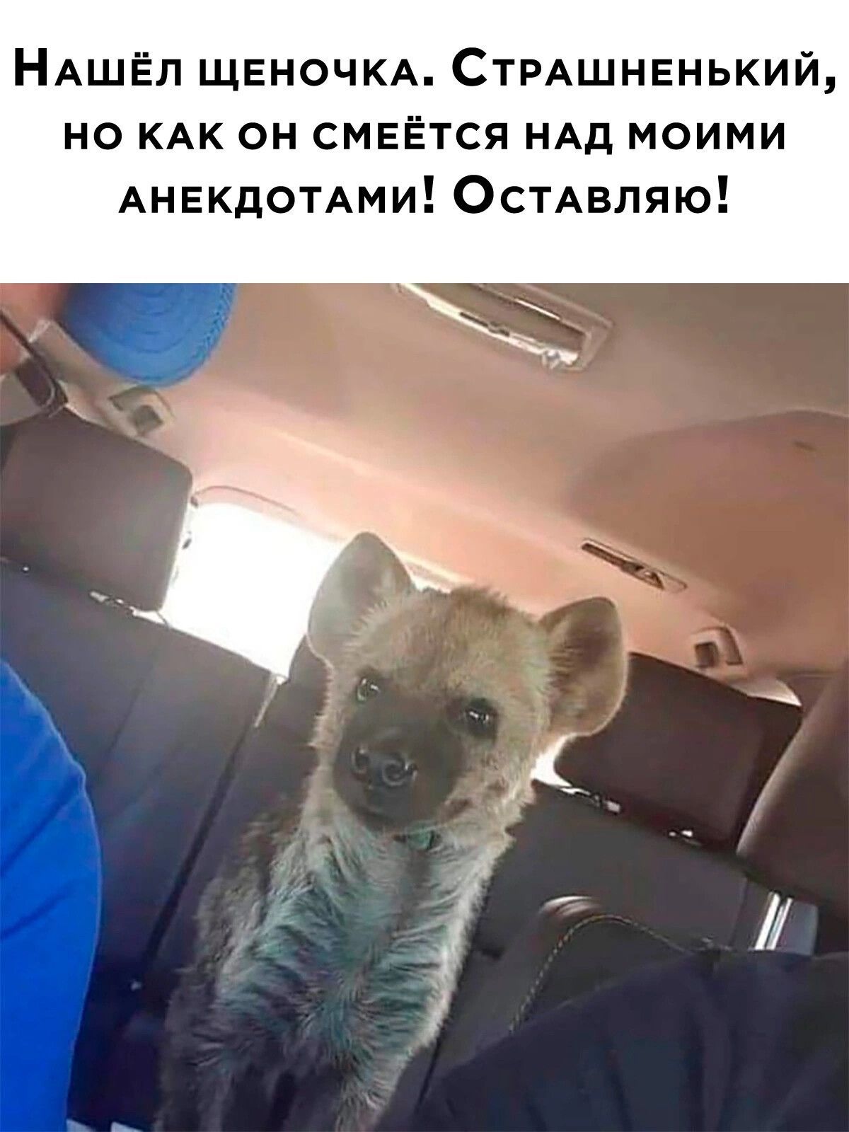 Нашёл щеночка. Страшненький, но как он смеётся над моими анекдотами! Оставляю!