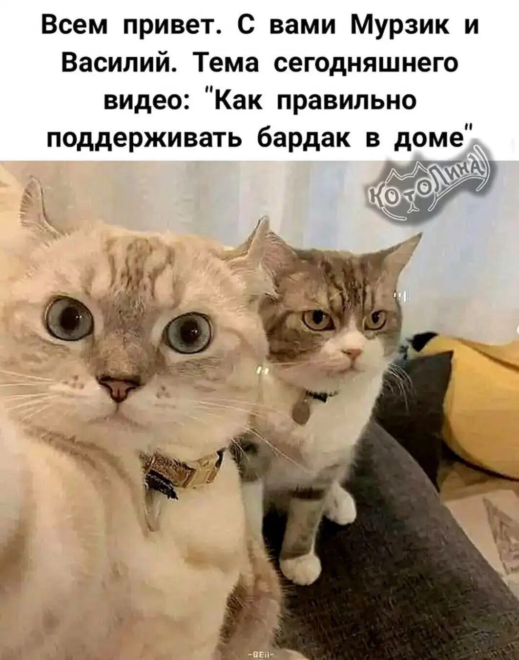 Всем привет. С вами Мурзик и Василий. Тема сегодняшнего видео: 