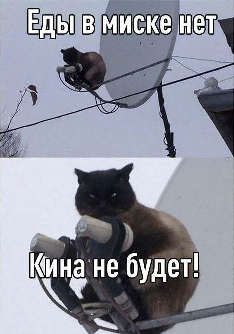 Еды в миске нет
Кина не будет!