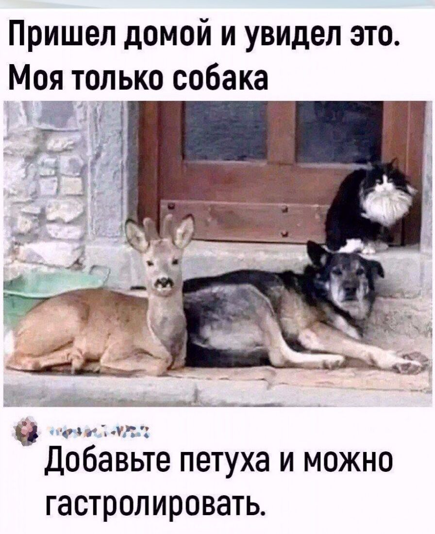 Пришел домой и увидел это. Моя только собака. Добавьте петуха и можно гастролировать.