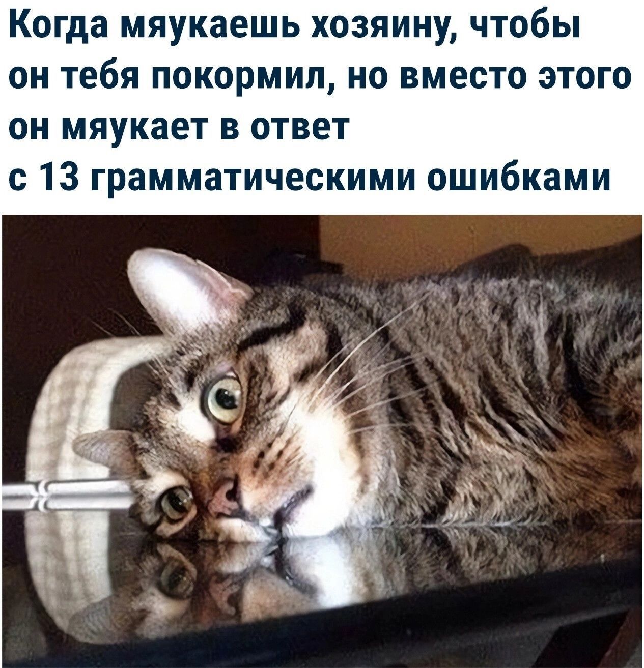Когда мяукаешь хозяйину, чтобы он тебя покормил, но вместо этого он мяукает в ответ с 13 грамматическими ошибками