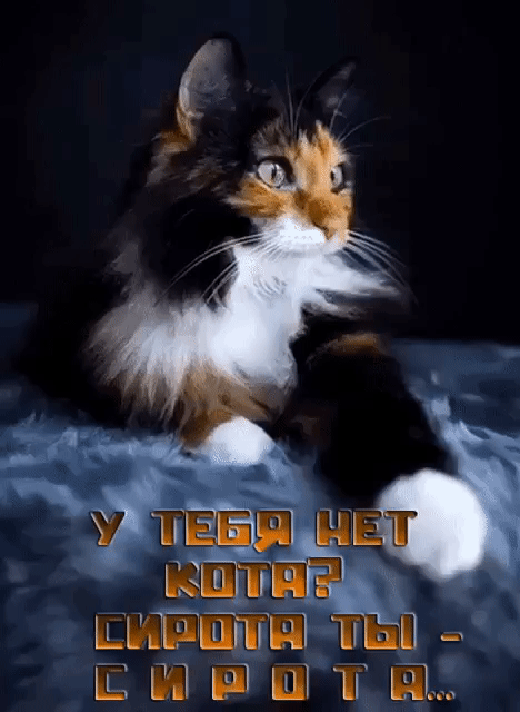 У тебя нет кота? Сирота ты - сирота...