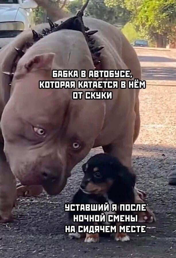 БАБКА В АВТОБУСЕ, КОТОРАЯ КАТАЕТСЯ В НЁМ ОТ СКУКИ
УСТАВШИЙ Я ПОСЛЕ НОЧНОЙ СМЕНЫ НА СИДЯЧЕМ МЕСТЕ