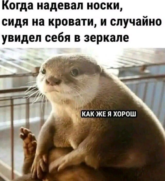 Когда надевал носки, сидя на кровати, и случайно увидел себя в зеркале
КАК ЖЕ Я ХОРОШ