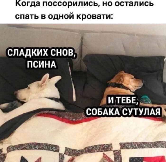 Когда поссорились, но остались спать в одной кровати:
СЛАДКИХ СНЎ, ПСИНА
И ТЕБЕ, СОБАКА СУТУЛАЯ