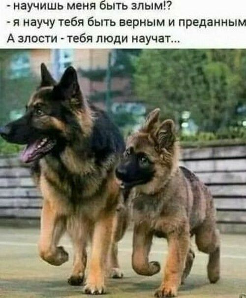 - научишь меня быть злым!? 
- я научу тебя быть верным и преданным. 
А злости - тебя люди научат...