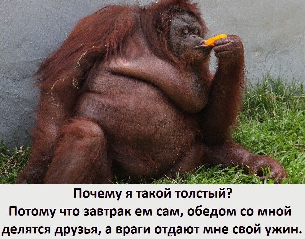 Почему я такой толстый? Потому что завтрак ем сам, обедом со мной делятся друзья, а враги отдают мне свой ужин.